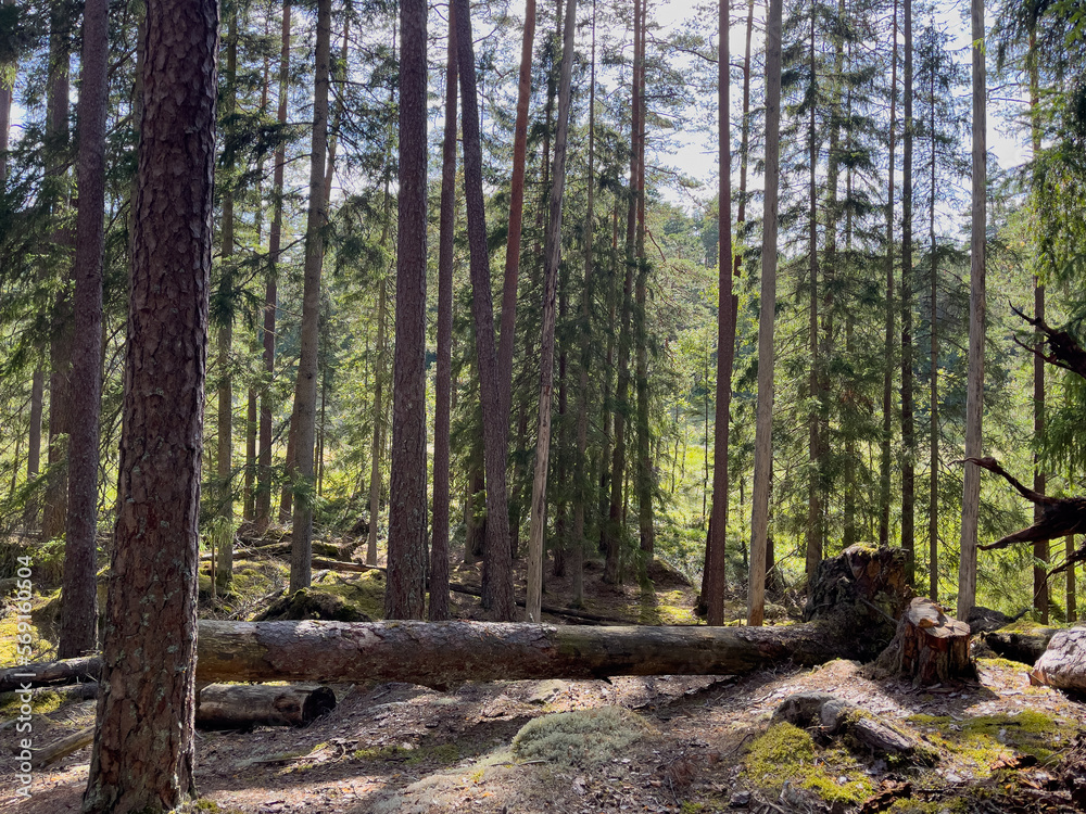 Wandern im Marieholmsskogens naturreservat in Småland, Schweden Wandern im Marieholmsskogens naturreservat in Småland, Schweden