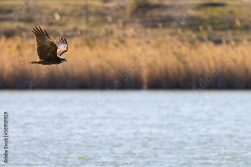 Hace unos días, estuve en un parque natural cerca de Barcelona cuando vi este aguilucho lagunero occidental (Circus aeruginosus). Este estuvo cazando algún pato durante horas. Incluso, intentó cazar u photo