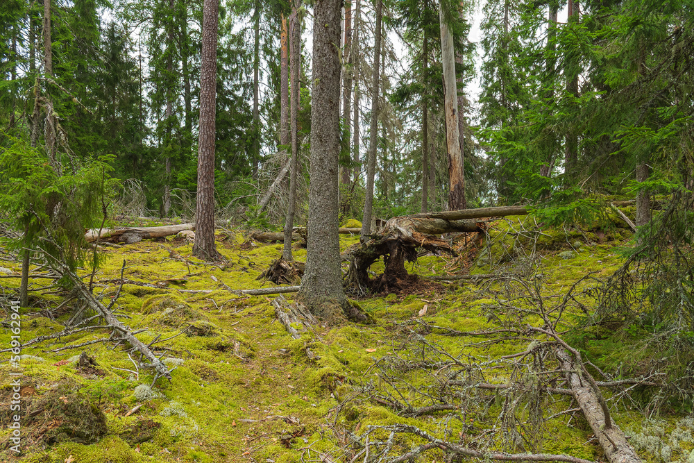Wald im Nationalpark Norra Kvill in Småland, Schweden Wald im Nationalpark Norra Kvill in Småland, Schweden