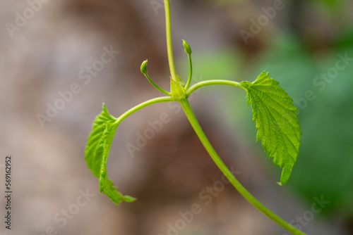 Young inflorescence of grapes on the vine close-up. Grape vine with young leaves .