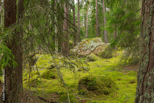 Wald im Nationalpark Norra Kvill in Småland, Schweden