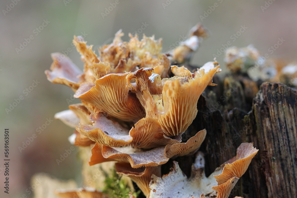 Fototapeta premium mushrooms- by Linda de Klein