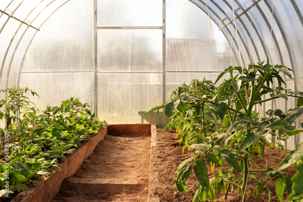 Greenhouse with growing young tomato and lettuce plants. The concept of growing organic vegetables for own consumption