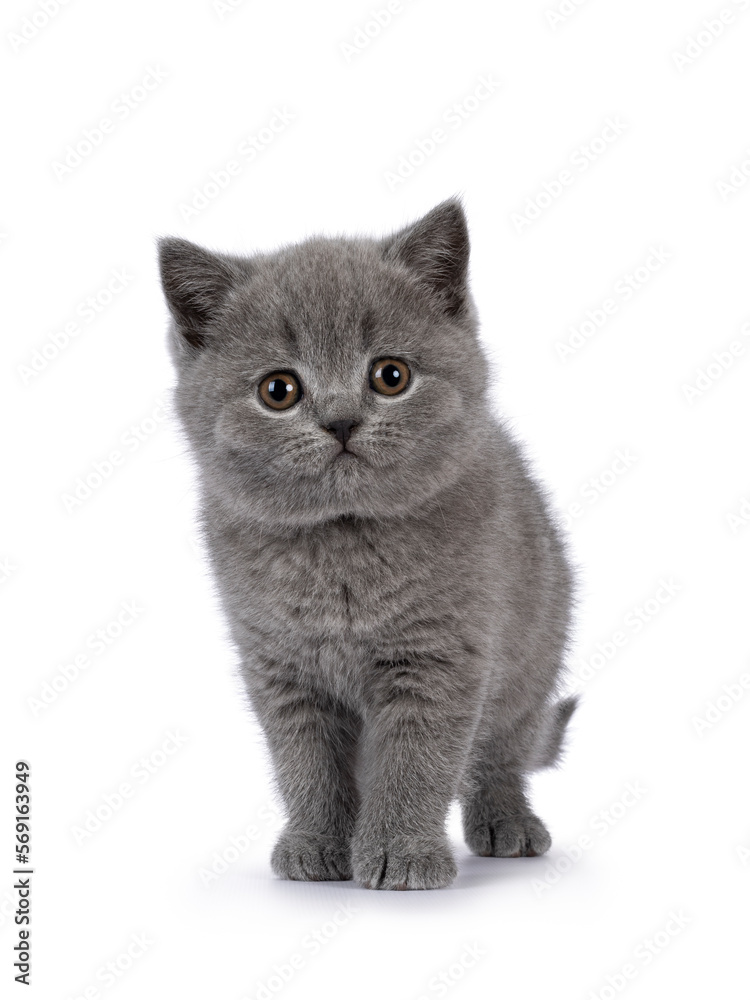 Cute grey British Shorthair cat kitten, standing up facing front. Looking straight to camera. Isolated on a white background.