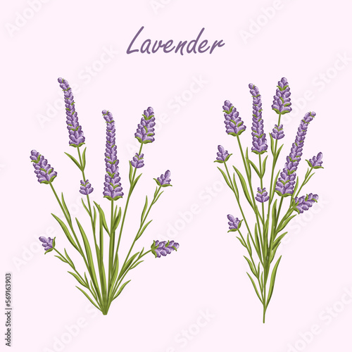 Lavender flowers set. French Provence floral herbs with purple blooms. Botanical vector illustration on isolated background.