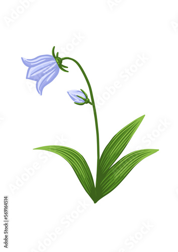 Bluebell flower. Floral design for postcard, poster, ad, decor, fabric and other uses. Vector isolated illustration of harebell flower.