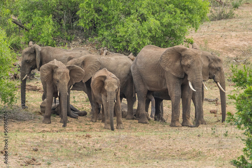 Photography Herd of elephants napping while standing