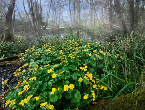 Marsh Marigolds growing in a boggy pond on a misty day photo
