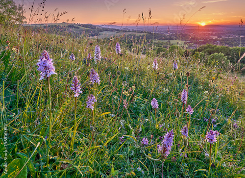 Fototapeta Naklejka Na Ścianę i Meble -  Species Rich chalk grassland with orchids on the South Downs in Sussex