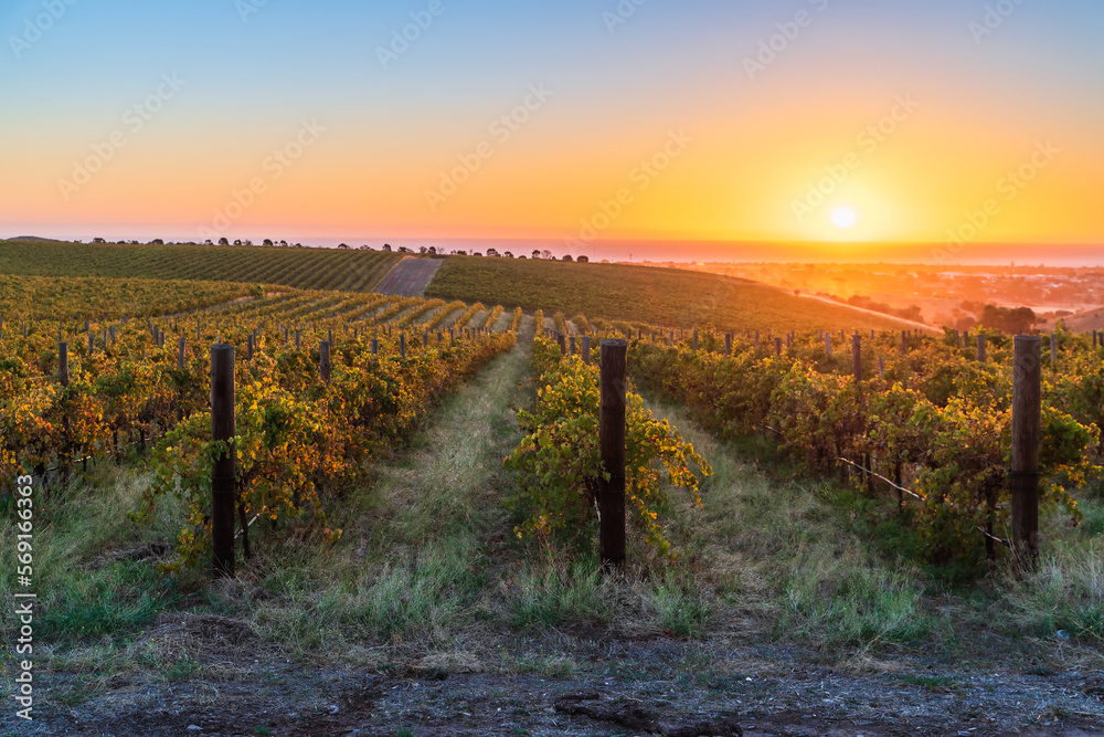 Vineyards in McLaren Vale at sunset, Adelaide, South Australia.