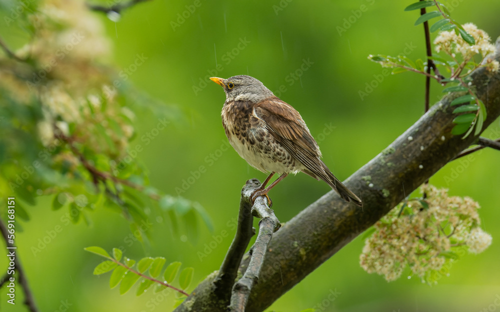 Fototapeta premium Wacholderdrossel (Turdus pilaris)