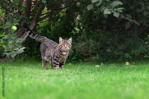 Cute tabby gray domestic cat walking on green grass in summer garden