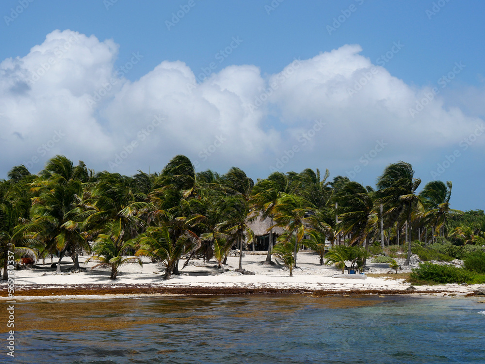 Palmenstrand in der Karibik, Dominikanische Republik
