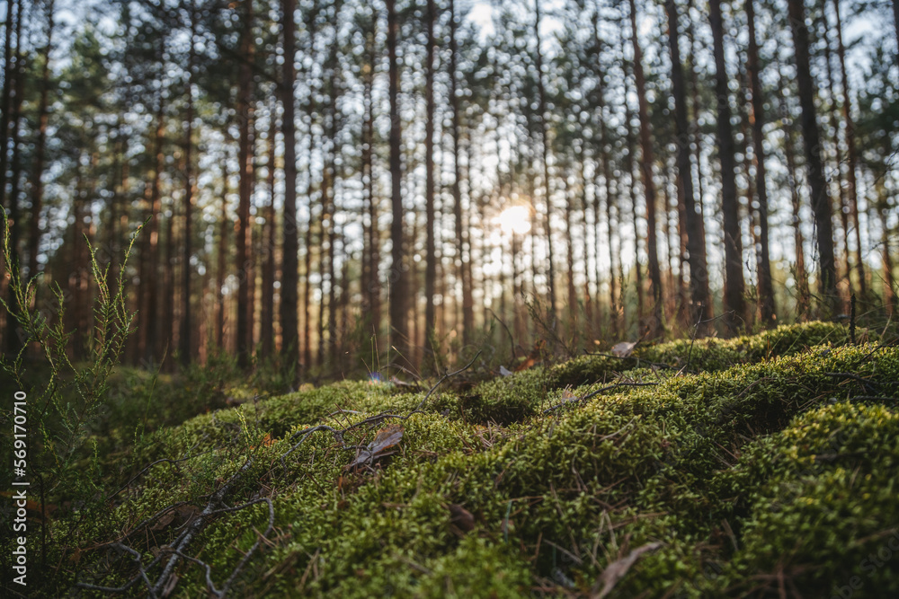 Evergreen forest at sunset. Sun rays through the pine tree trunks. Latvia Evergreen forest at sunset. Sun rays through the pine tree trunks. Latvia