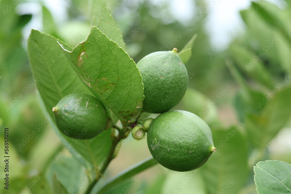 Fresh Bergamot oranges and leaves on a tree, green bergamot oranges, citrus trees bearing fruit