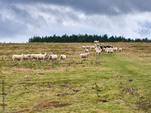Flock of sheep grazing on the high moorland slopes of Colsterdale at Breary Banks