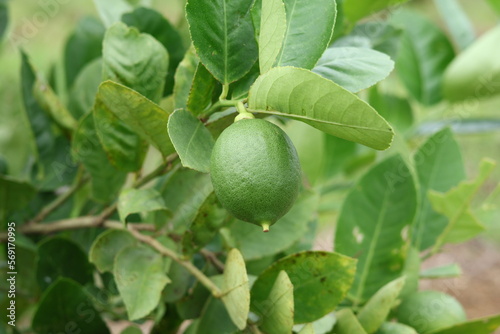 Fresh Bergamot oranges and leaves on a tree, green bergamot oranges, citrus trees bearing fruit