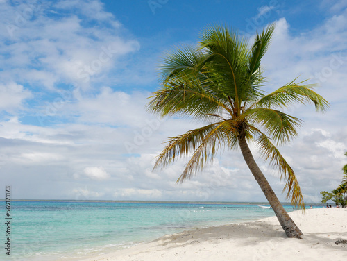 Fototapeta Naklejka Na Ścianę i Meble -  Strandparadies mit Palme in der Karibik, Dominikanische Republik