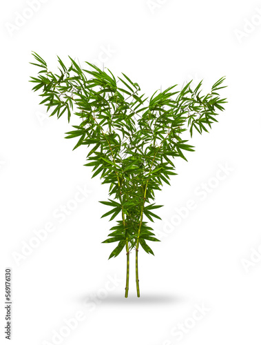 Bamboo. Isolated tree on white background. Images of high resolution bamboo tree for design or graphic work.