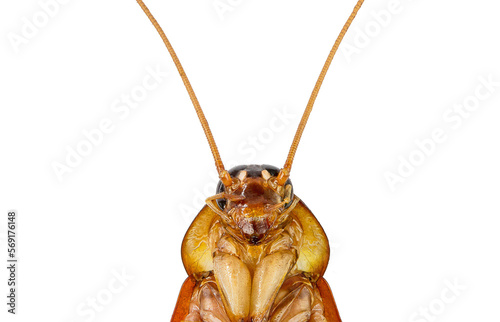 action image of Cockroaches, Cockroaches isolated on white background.
