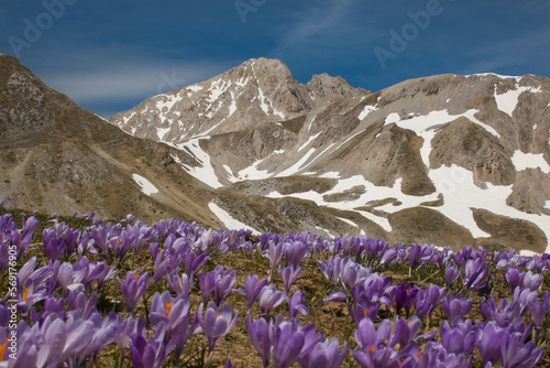 Panoramic view of the peak of Gran Sasso massif with flowering of crocus vernus during spring season in Abruzzo, Italy, nature, scenery, mountains