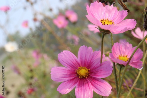 Fototapeta Naklejka Na Ścianę i Meble -  pink colored garden cosmos flower