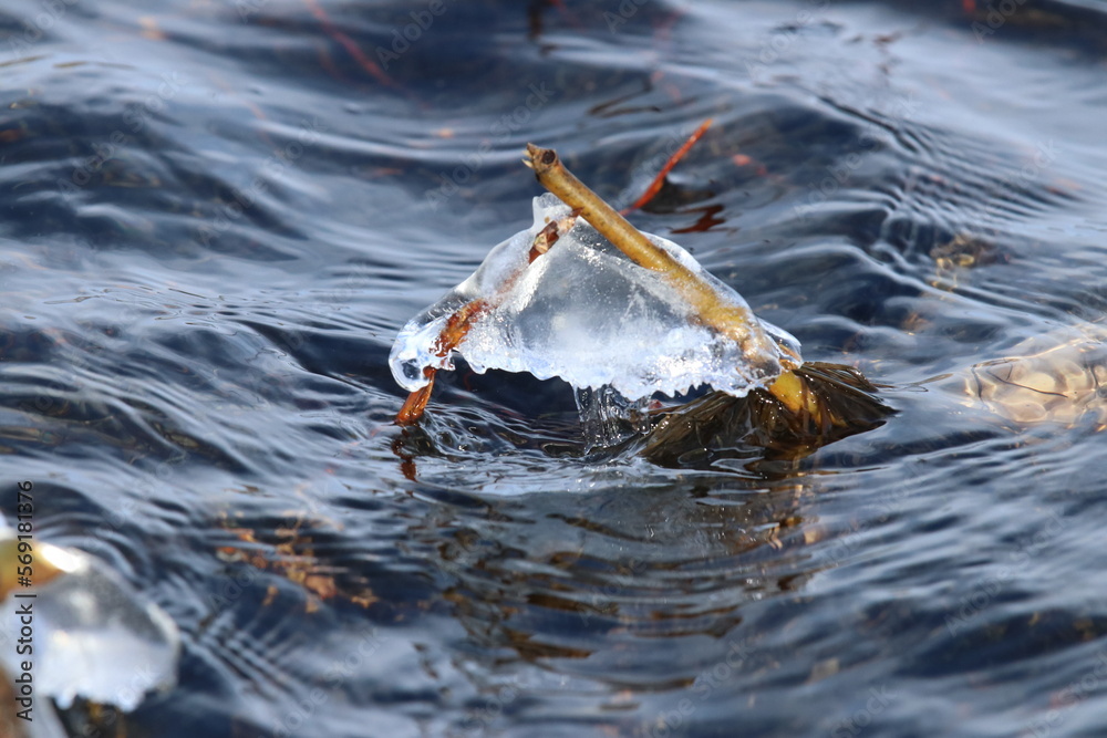 Fototapeta premium Spring time nature image of two branches stuck to together by winter ice that are slowly being freed by the running water of the melting river.
