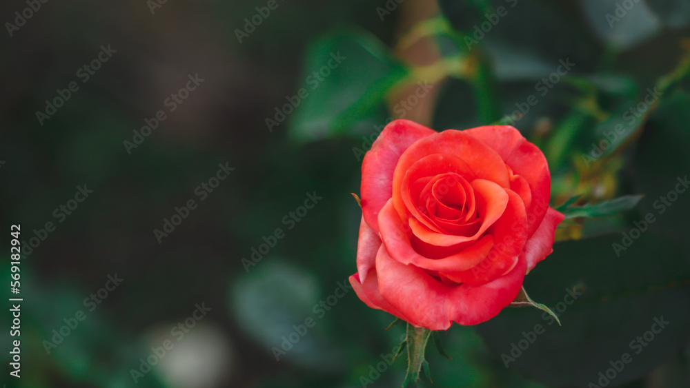 The bright red rose symbolizes love and Valentine's Day. The bright red rose symbolizes love and Valentine's Day.