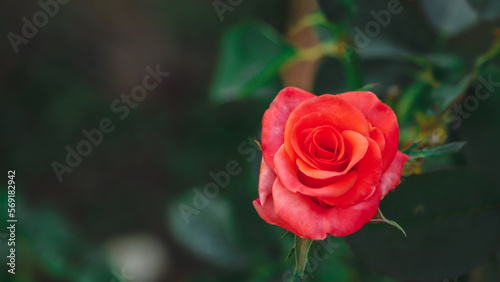 The bright red rose symbolizes love and Valentine s Day.