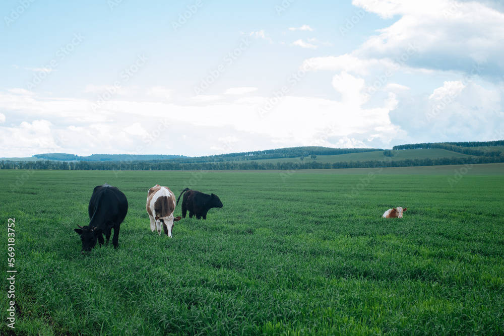 Fototapeta premium Cows grazing on a green summer meadow