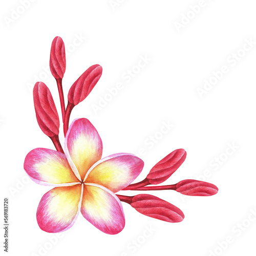Corner composition of plumeria flowers. Frangipani.Watercolor botanical illustration.Isolated on a white background.For the design of travel brochures, packaging for cosmetics, perfumes