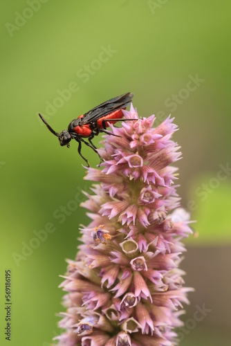 poison ivy sawfly (Arge humeralis) on anise hyssop flower photo