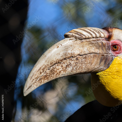 Retrato de un Caláo gorginegro  ave con  plumas coloridas y gran cresta en la cabeza   con un fondo desenfocado y en formato cuadrado photo