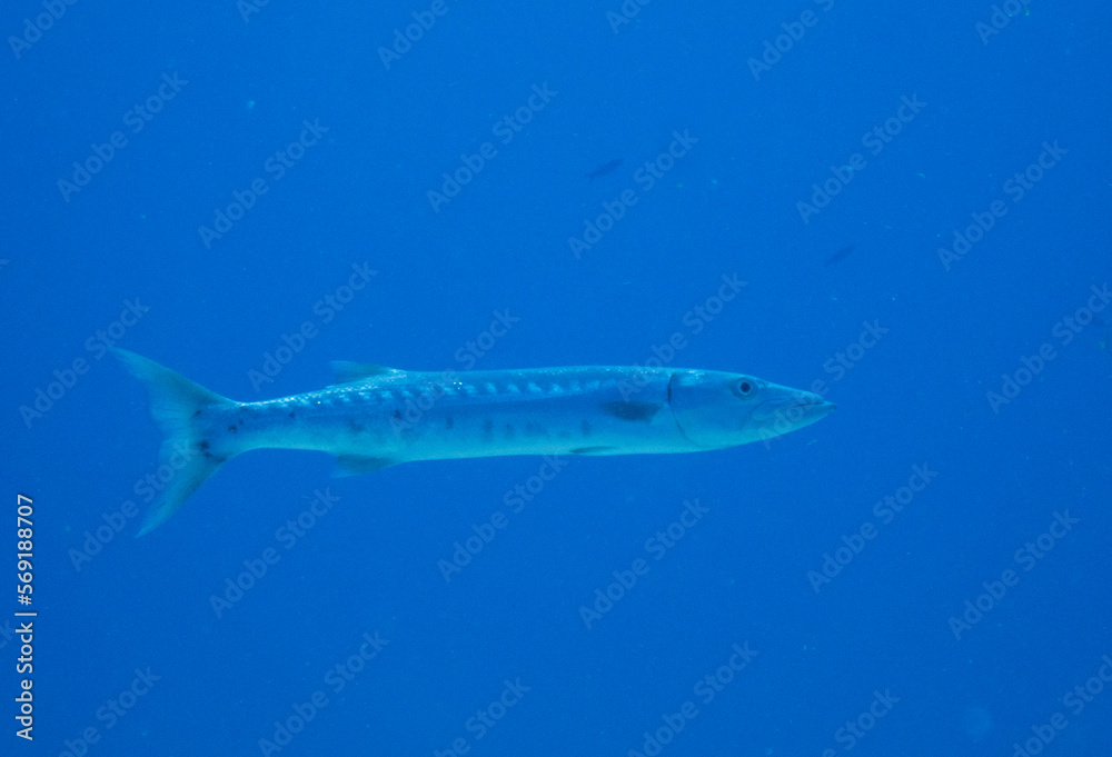 Obraz premium Great Barracuda