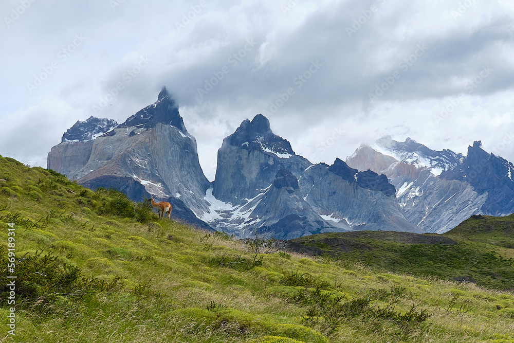 mountain view of torres del paine in chile with vicuna