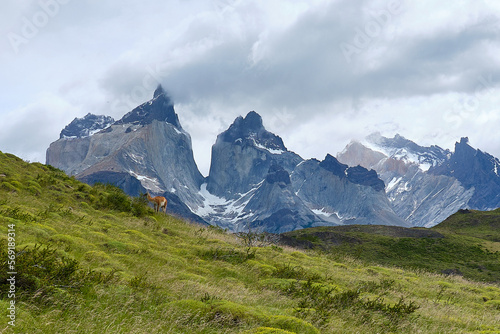 mountain view of torres del paine in chile with vicuna