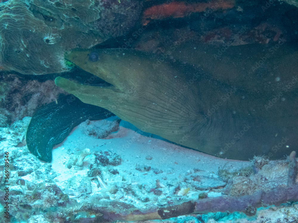 Fototapeta premium Green Moray