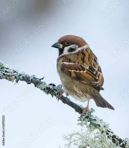 Eurasian tree sparrow (Passer montanus) sitting on a branch in winter with snow in the background.