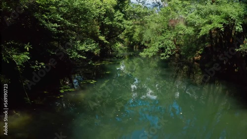 Swamp River Susica. Swamp Forest. photo