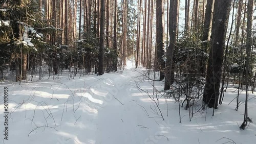 winter path in a pine forest sunny morning shadows on the snow