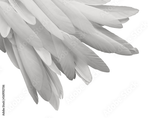 Corner bunch of long white bird feathers transparent png file