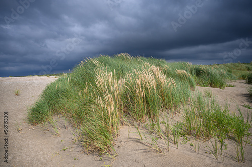 Fototapeta Naklejka Na Ścianę i Meble -  Dutch dunes with European Marram Grass and dark clouds from upcoming thunderstorm