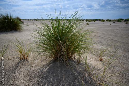 European Marram Grass on the Dutch coast beach