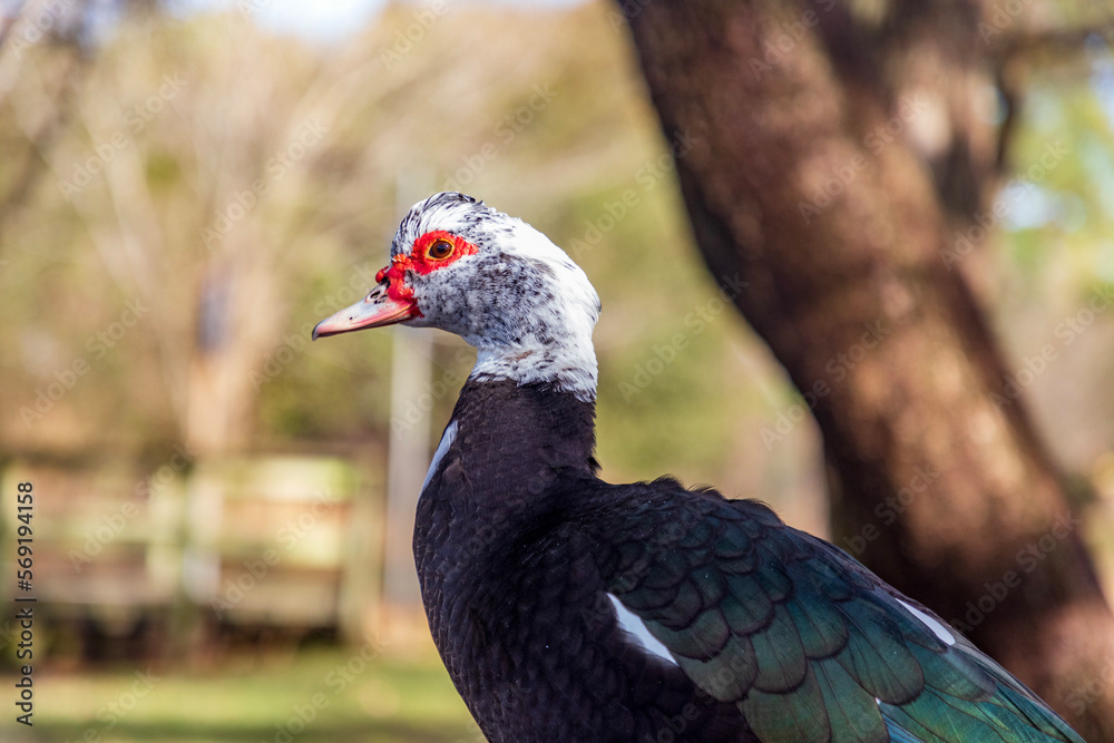 Muscovy Duck, Cairina moschata, at Hermann Park in Houston, Texas. Muscovy Duck, Cairina moschata, at Hermann Park in Houston, Texas.