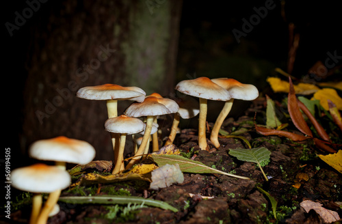 autumn, fungus, food, brown, mushrooms, boletu