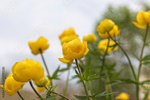 Pretty flowers yellow field ranunculaceae