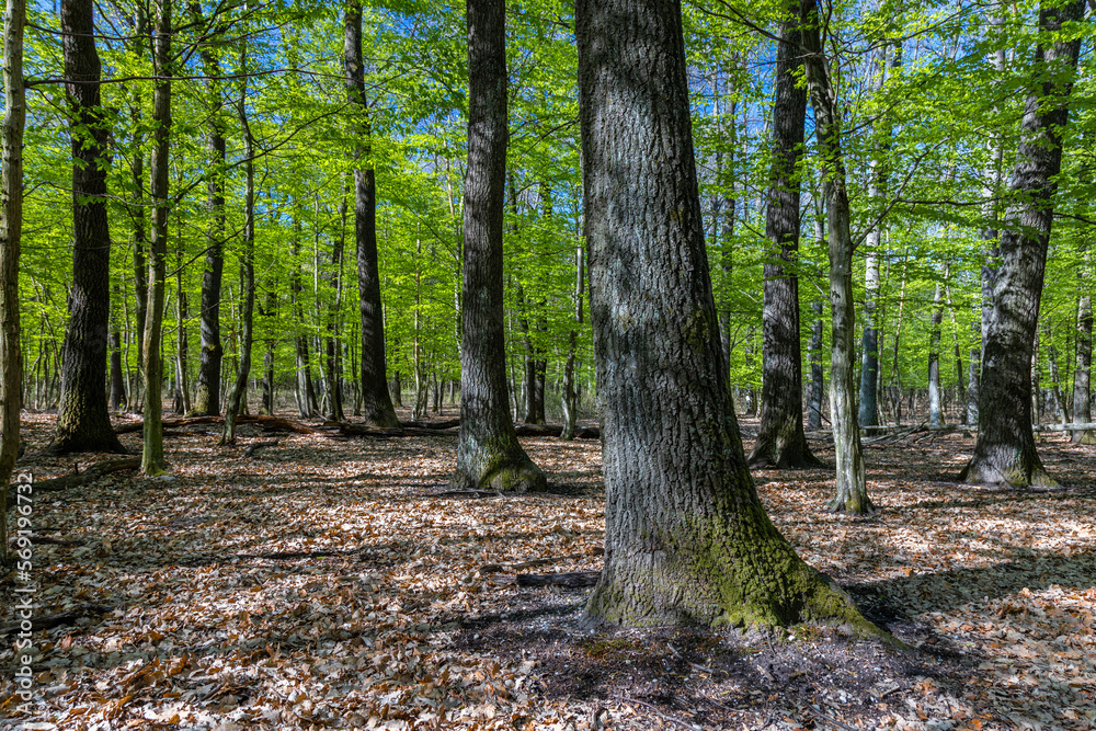 Springtime in a sessile oak (Quercus petraea) forest in Hungary Springtime in a sessile oak (Quercus petraea) forest in Hungary