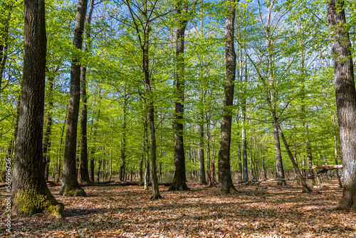 Springtime in a sessile oak (Quercus petraea) forest in Hungary