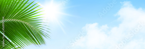 Palm tree leaf blue sky sun clouds background frame, green palm branch border, tropical island sea beach banner, summer holidays template, vacation design, travel pattern, tourism backdrop, copy space