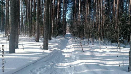 winter path in a pine forest sunny morning shadows on the snow
